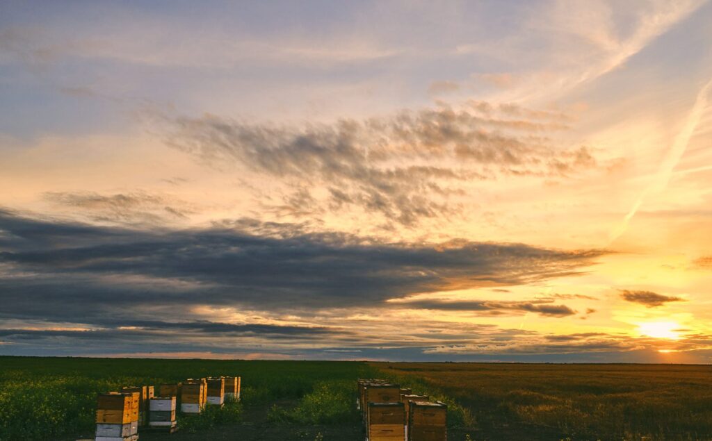 Beehives beside a canola field under a golden sunset sky