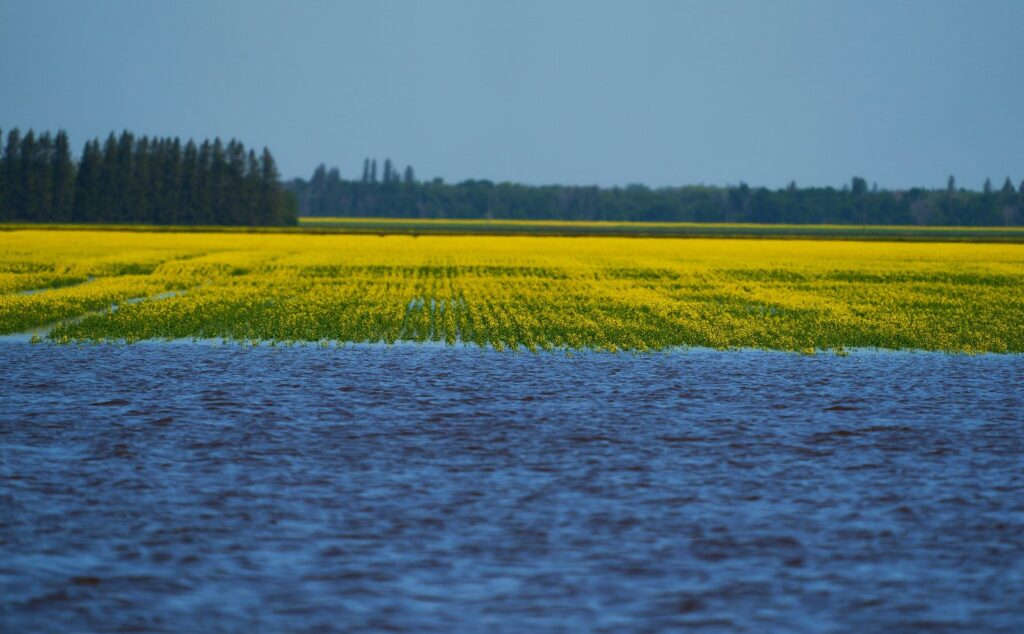 Canola field beyond a flooded field of blue water
