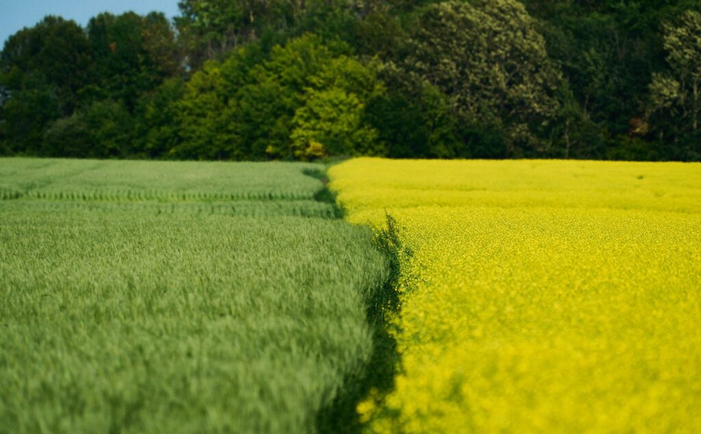 Boundary between a green wheat field and a blooming canola field