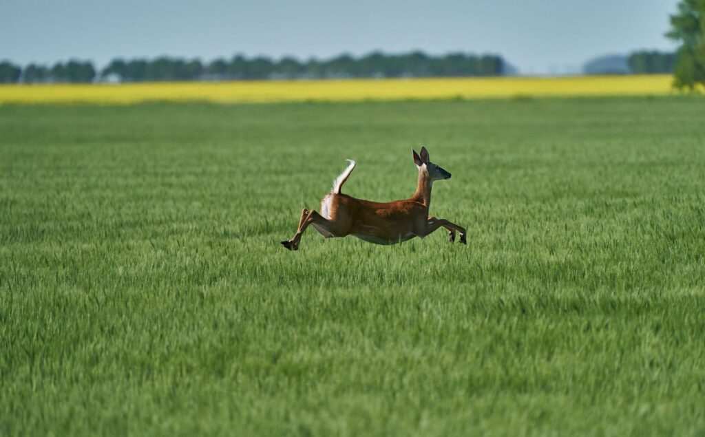 White-tailed deer leaping across a green wheat field