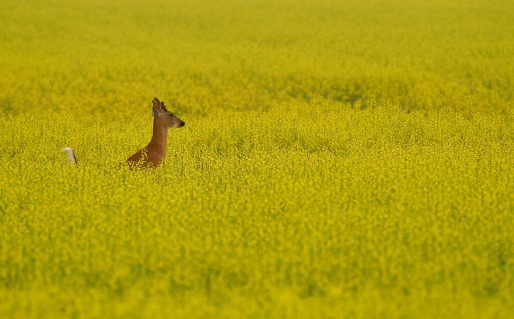 White-tailed deer standing in a canola field