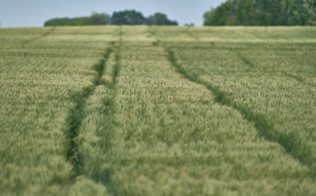 Tractor tracks running through a green grain field