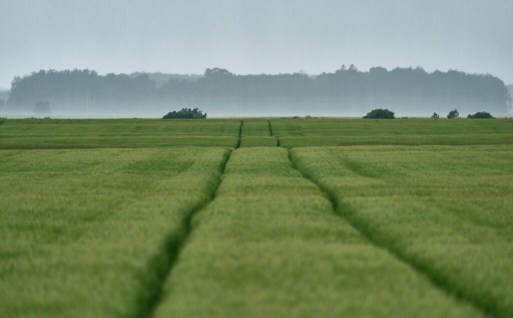 Tractor tracks leading across a wheat field to a hazy treeline