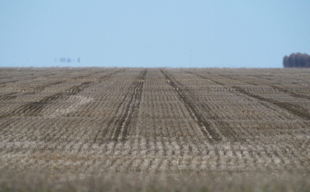 Stubble field under a pale blue sky with rows leading to the horizon