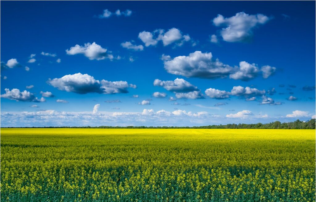 Blooming canola field under a deep blue sky with scattered clouds