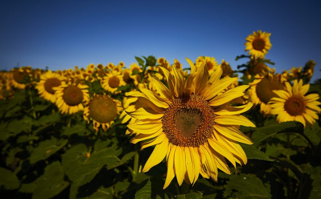 Large sunflower facing the camera in a field at dusk