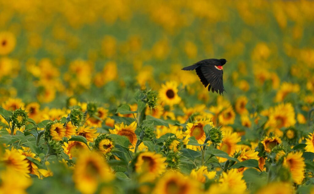 Red-winged blackbird flying over a field of sunflowers