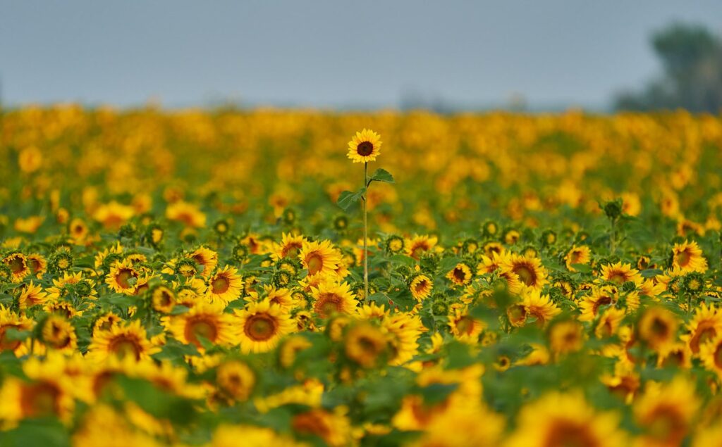 Field of sunflowers with a single tall bloom standing above the rest