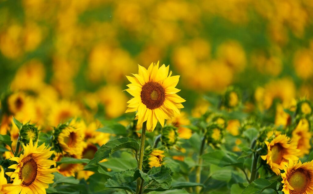 Sunflowers in soft focus with one bloom sharp in the foreground