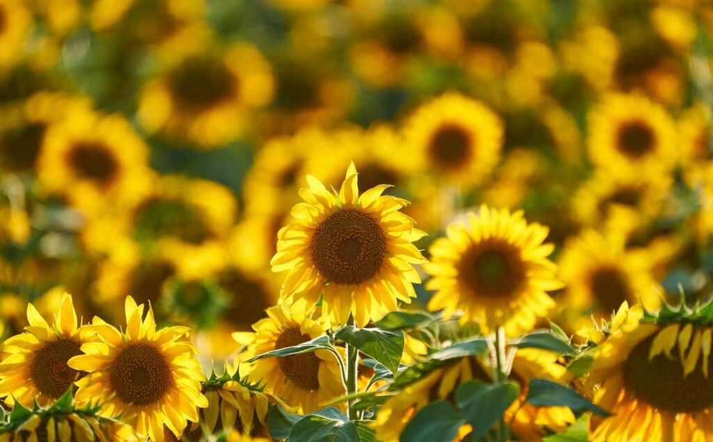 Close view of sunflowers in bloom