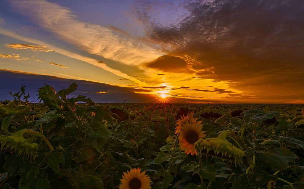 Sun setting low over a sunflower field