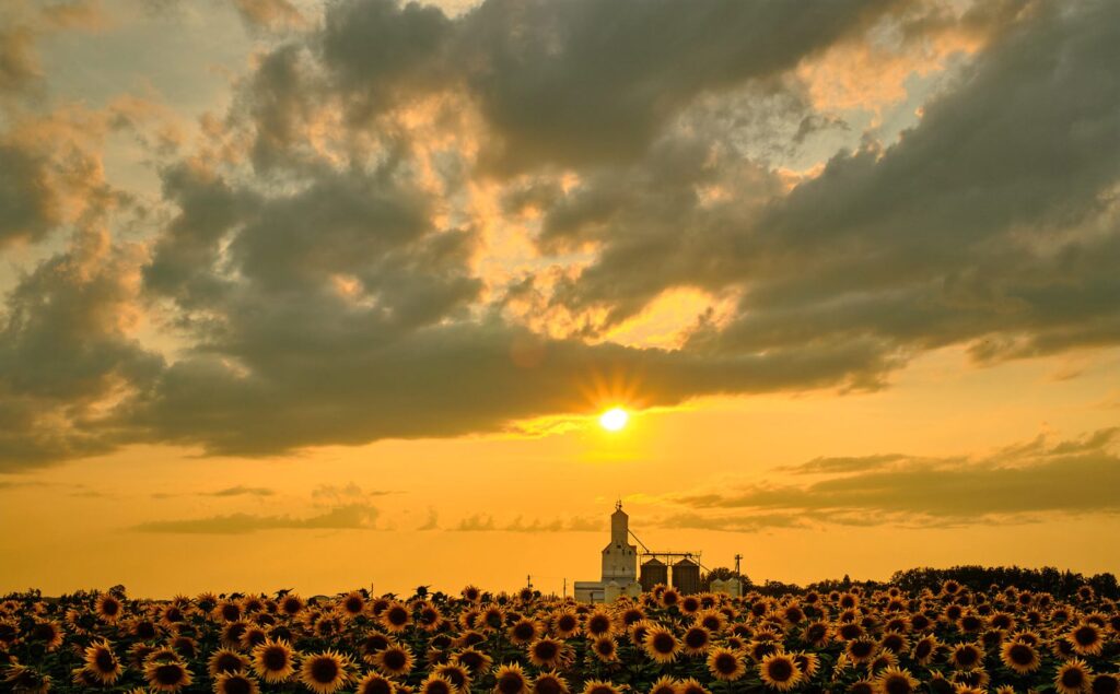 Sunset over a sunflower field with a grain elevator on the horizon