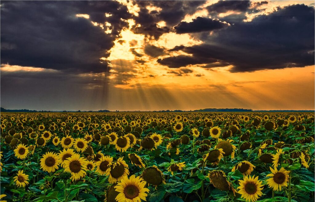 Sunbeams breaking through dark cloud over a sunflower field
