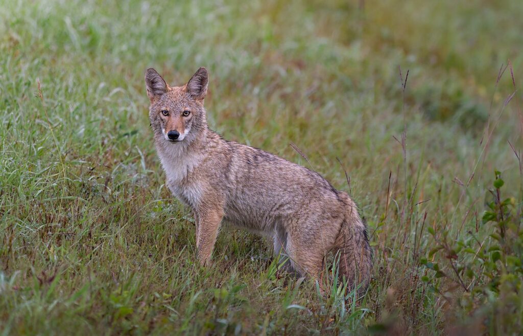 Coyote