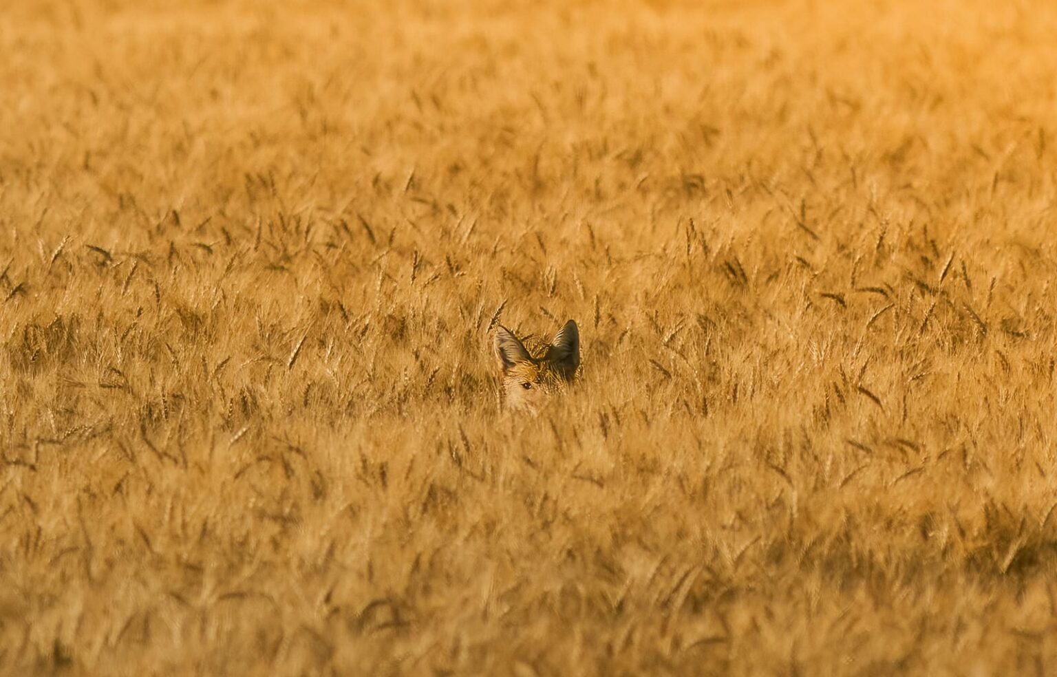 A coyote hidden in a golden field of ripe grain with only its ears showing