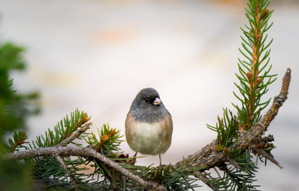 Dark-eyed junco