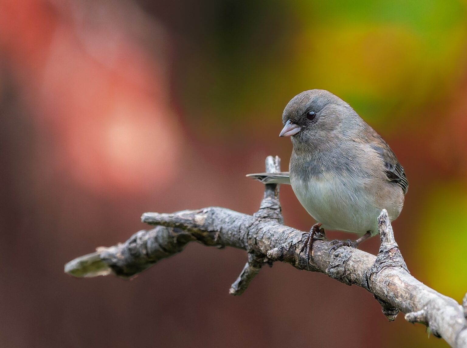 A dark-eyed junco perched on a weathered branch against a soft blur of red, orange, and gold leaves