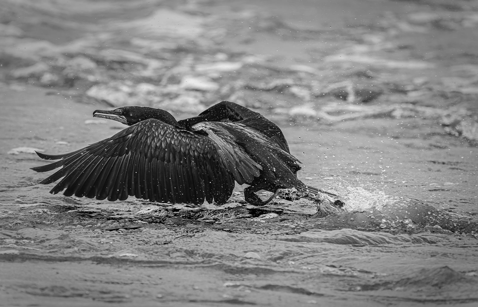 Double-crested cormorant photographed in Manitoba
