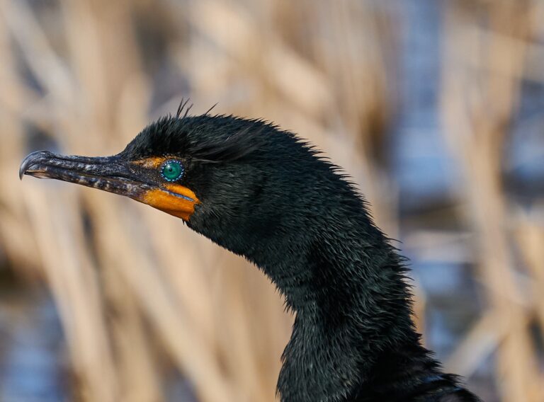 Double-crested cormorant in profile showing its turquoise eye and orange throat patch against golden reeds, Manitoba