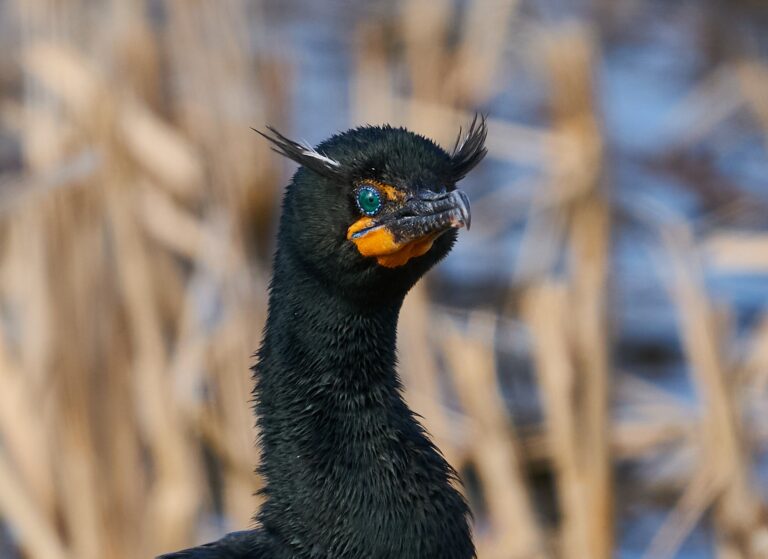 Double-crested cormorant with white-tipped breeding crests raised and its head turned, Manitoba