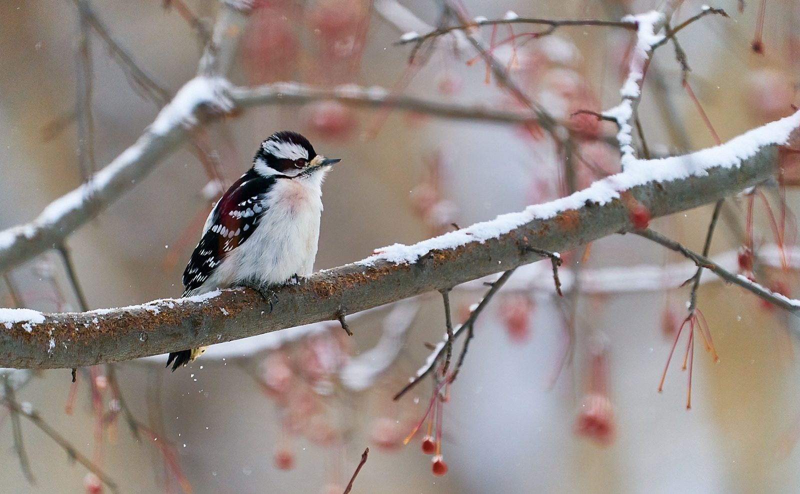 Female downy woodpecker perched on a snow-covered branch among crabapples