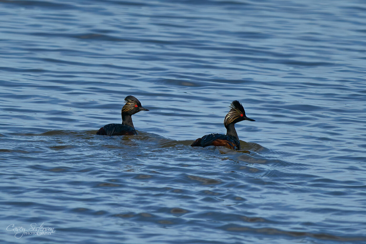 Two eared grebes in breeding plumage on blue water