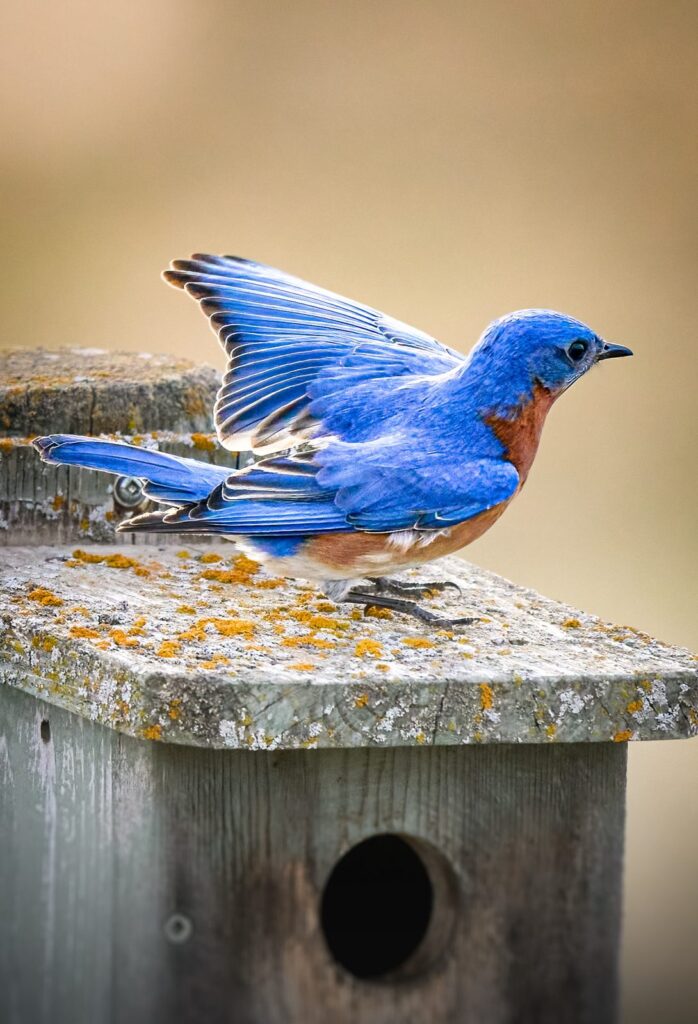 Eastern bluebird