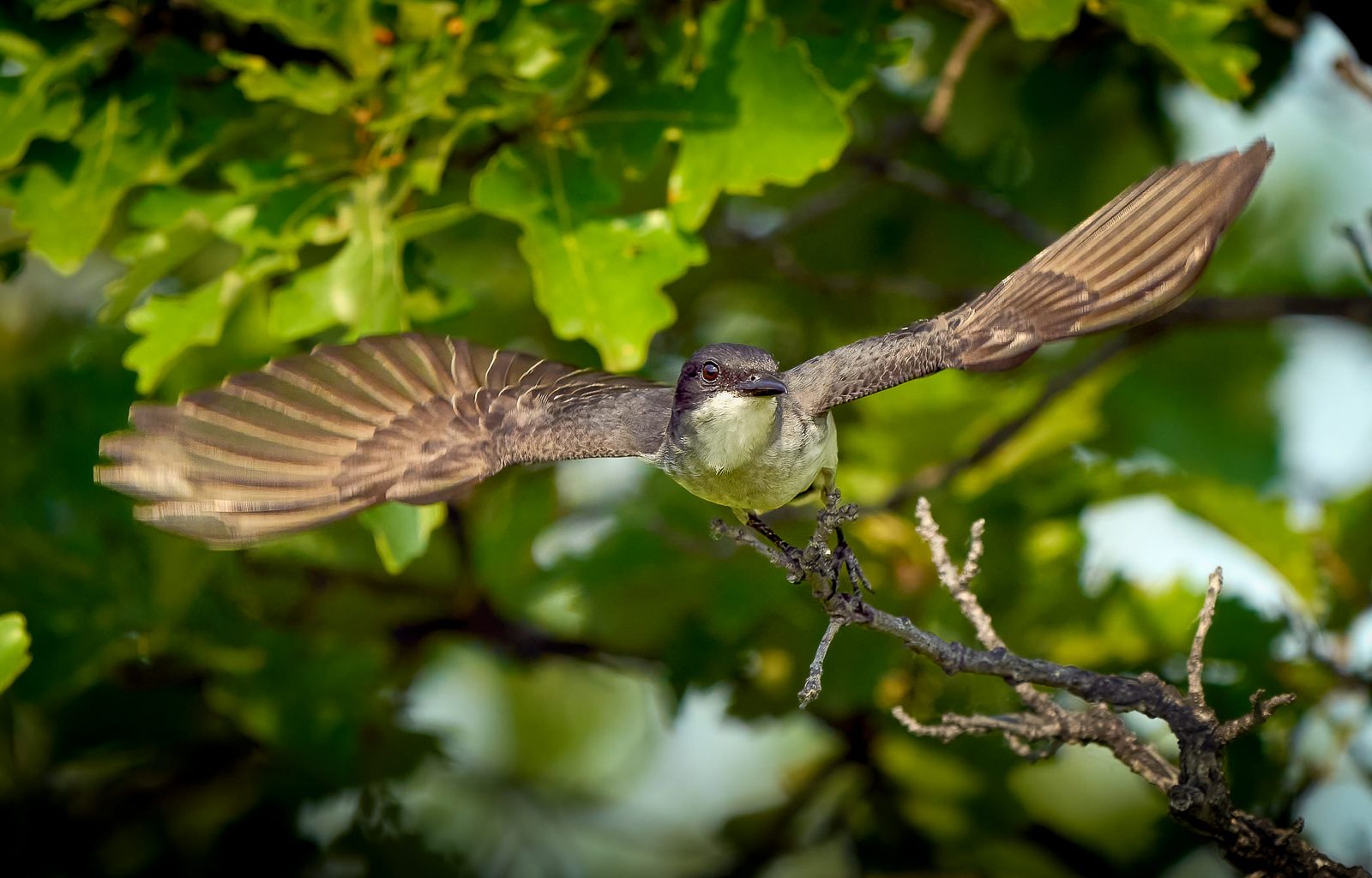 Eastern kingbird photographed in Manitoba