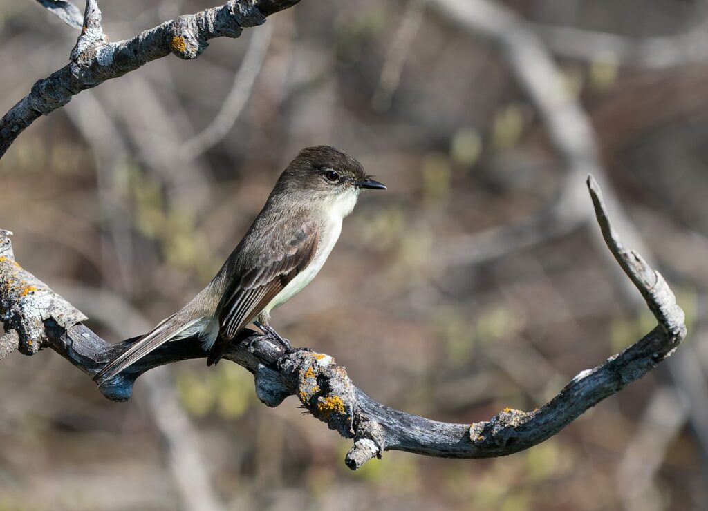 Eastern phoebe