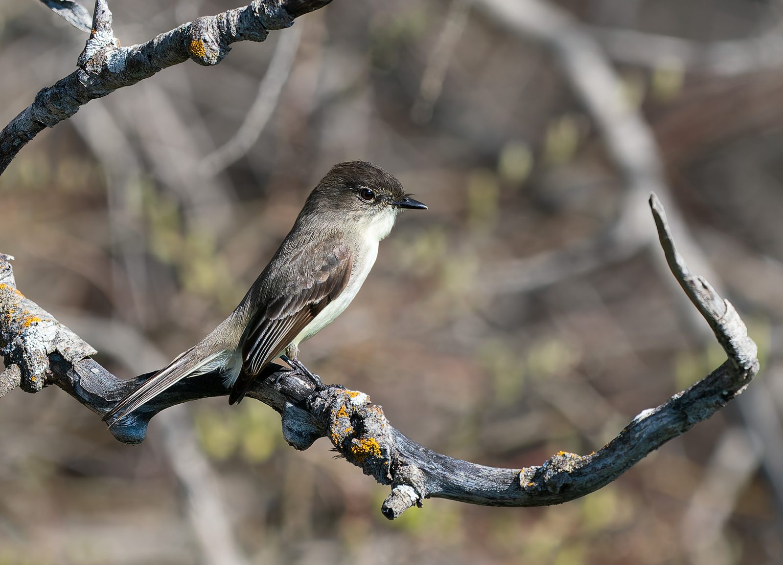 Eastern phoebe photographed in Manitoba