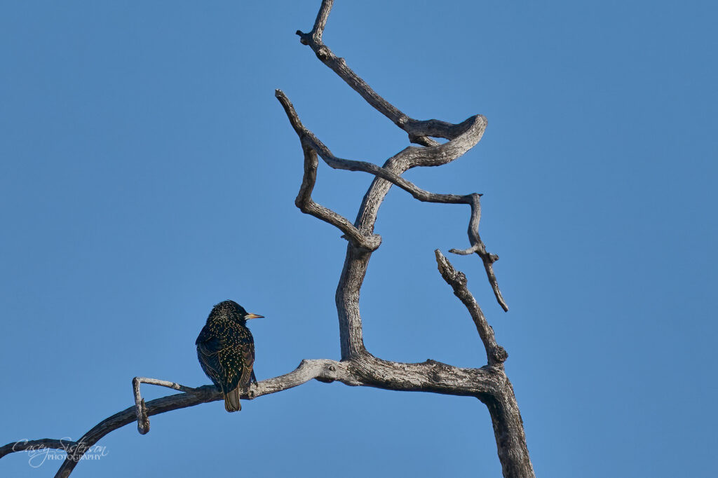 European starling photographed in Manitoba