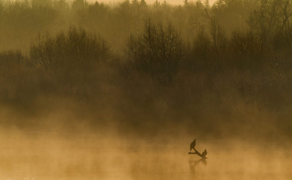 Golden mist over a marsh with a bird perched on a snag