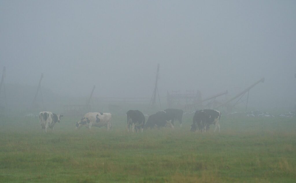 Cattle grazing in a foggy pasture