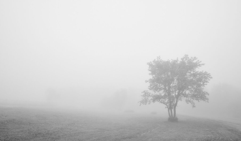 Lone tree on a foggy prairie hill