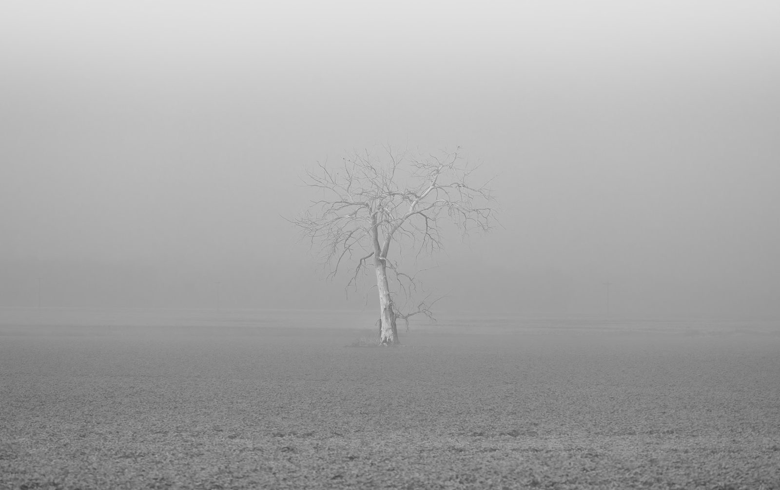 A single bare tree standing alone in a foggy field