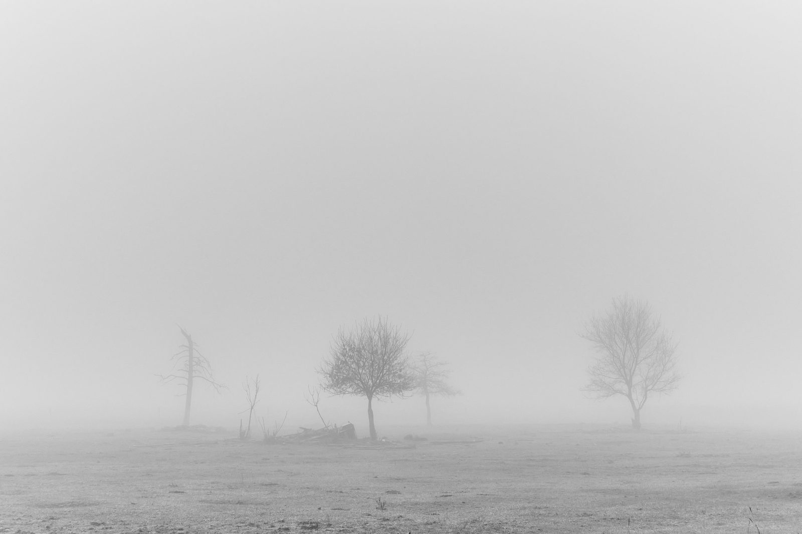 Three bare trees standing in a misty field