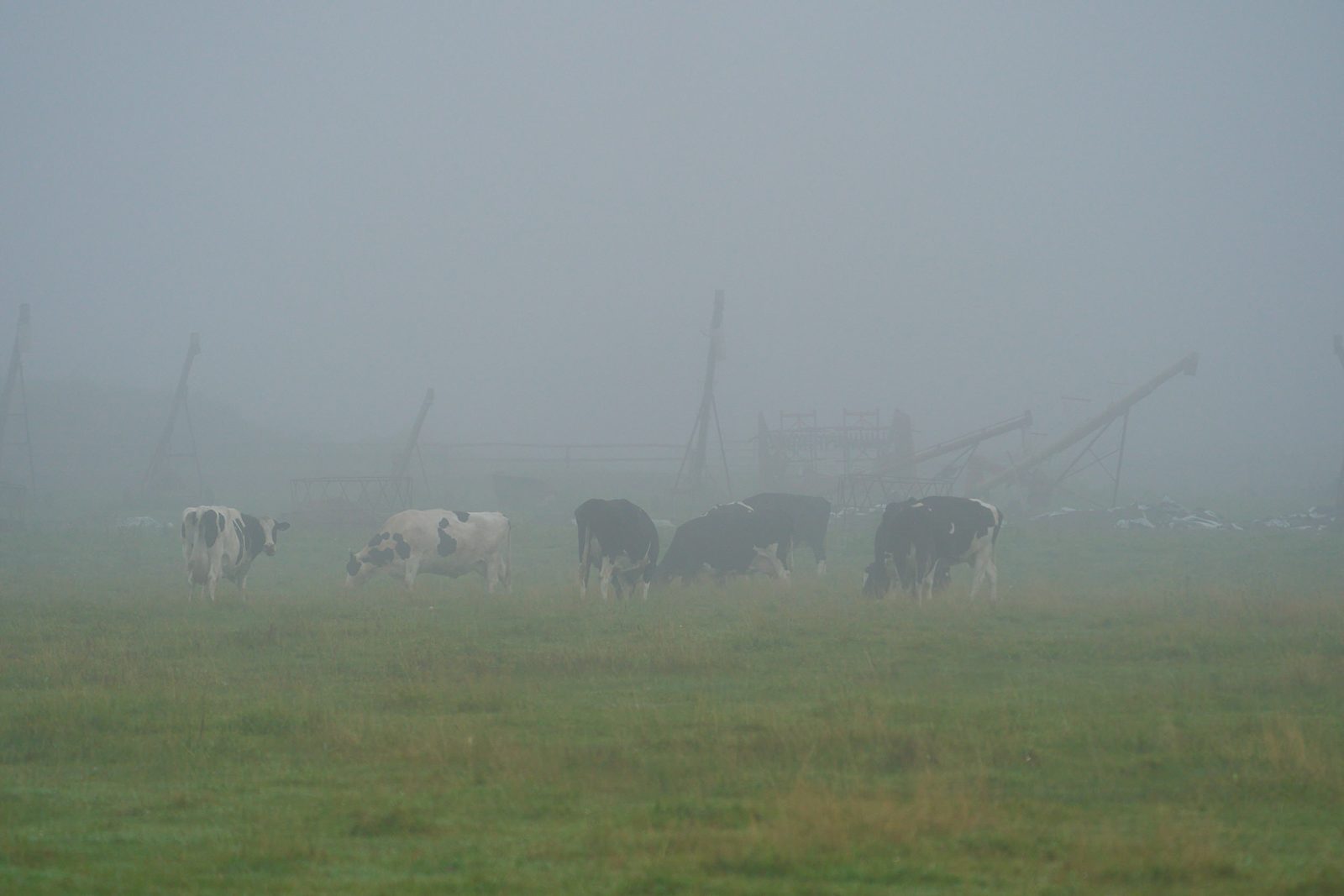 Cattle grazing in a green field with farm machinery fading into the fog behind them