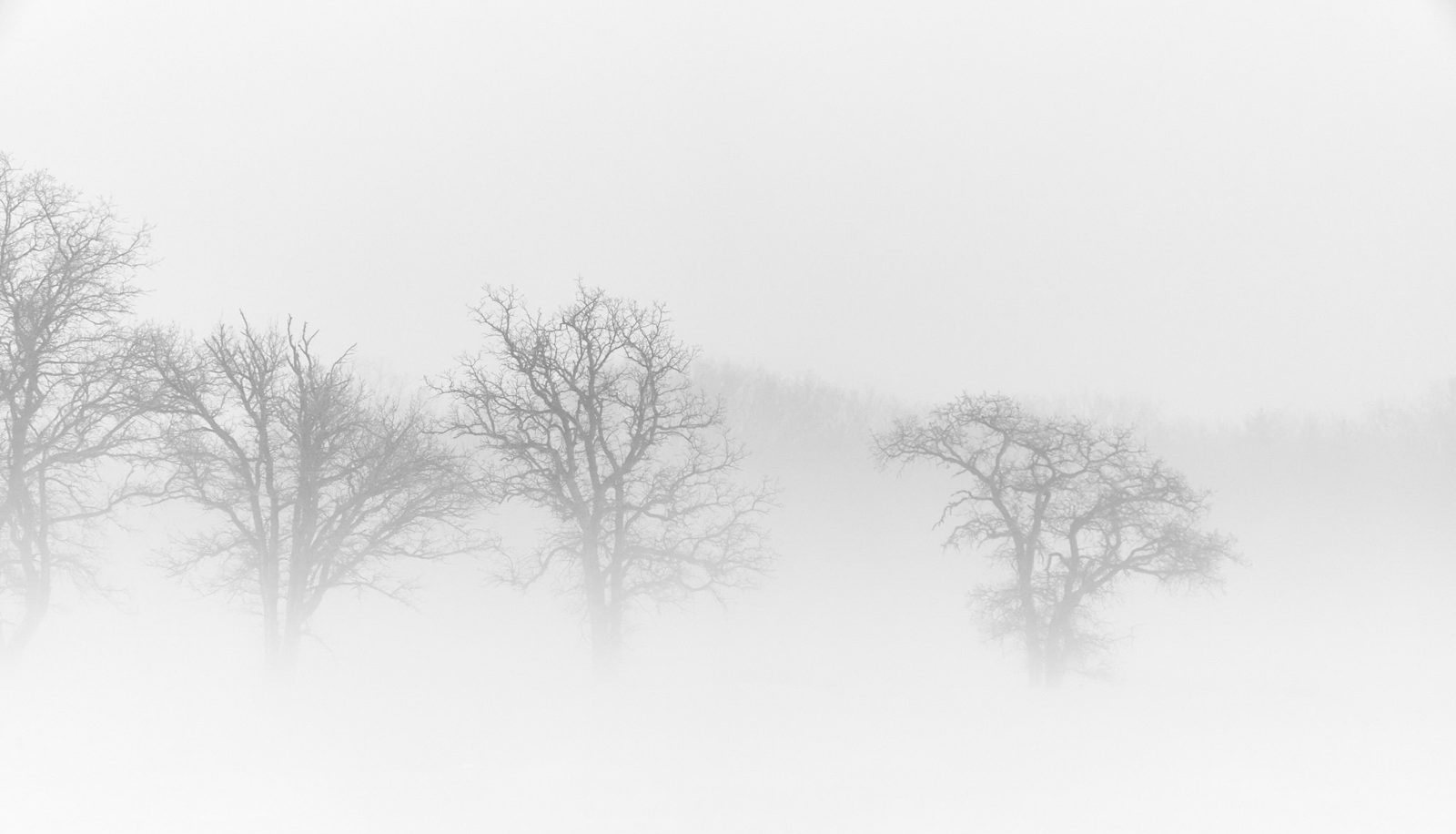Bare oak trees standing in thick white fog