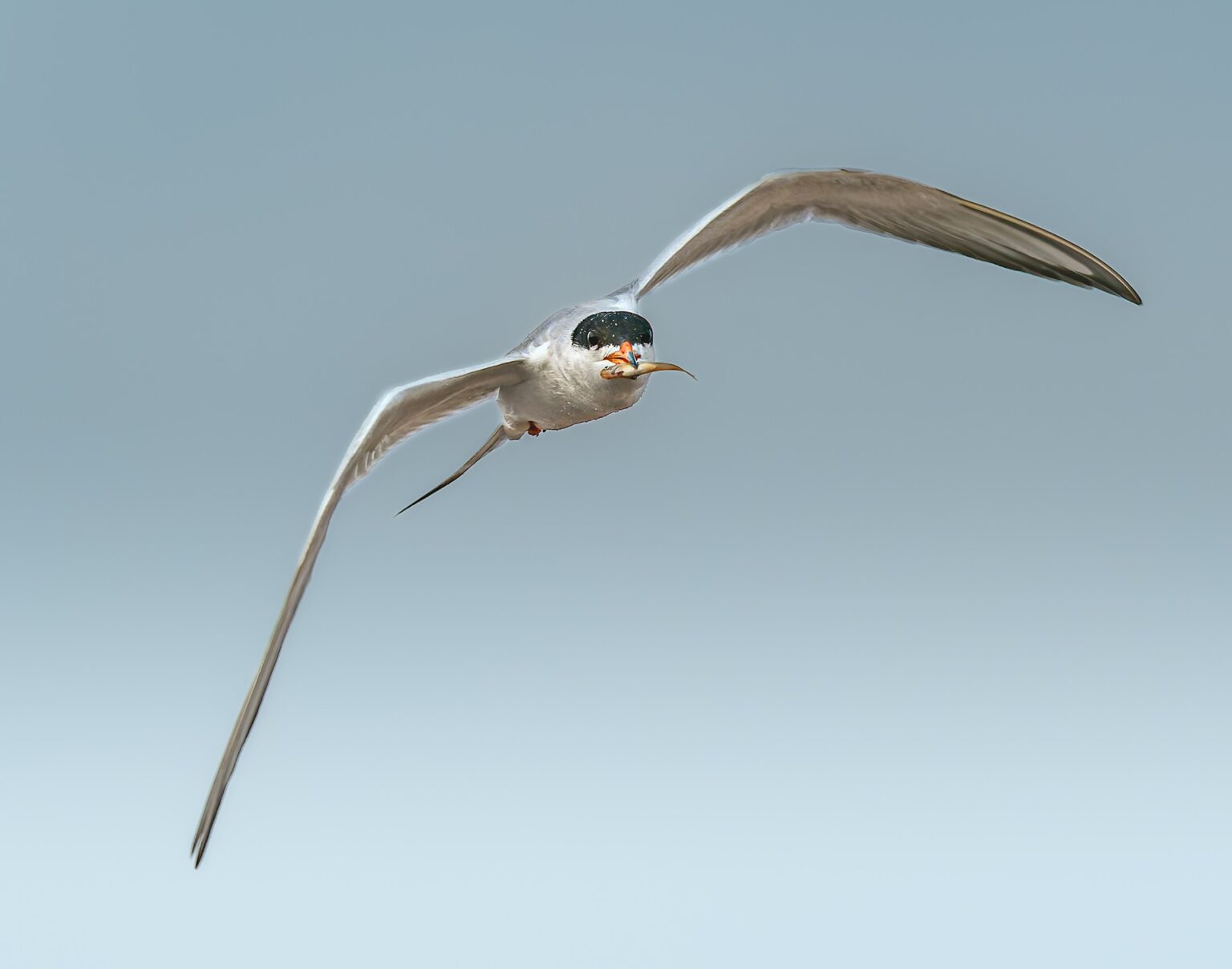 Forster’s tern photographed in Manitoba