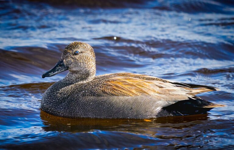 Gadwall photographed in Manitoba