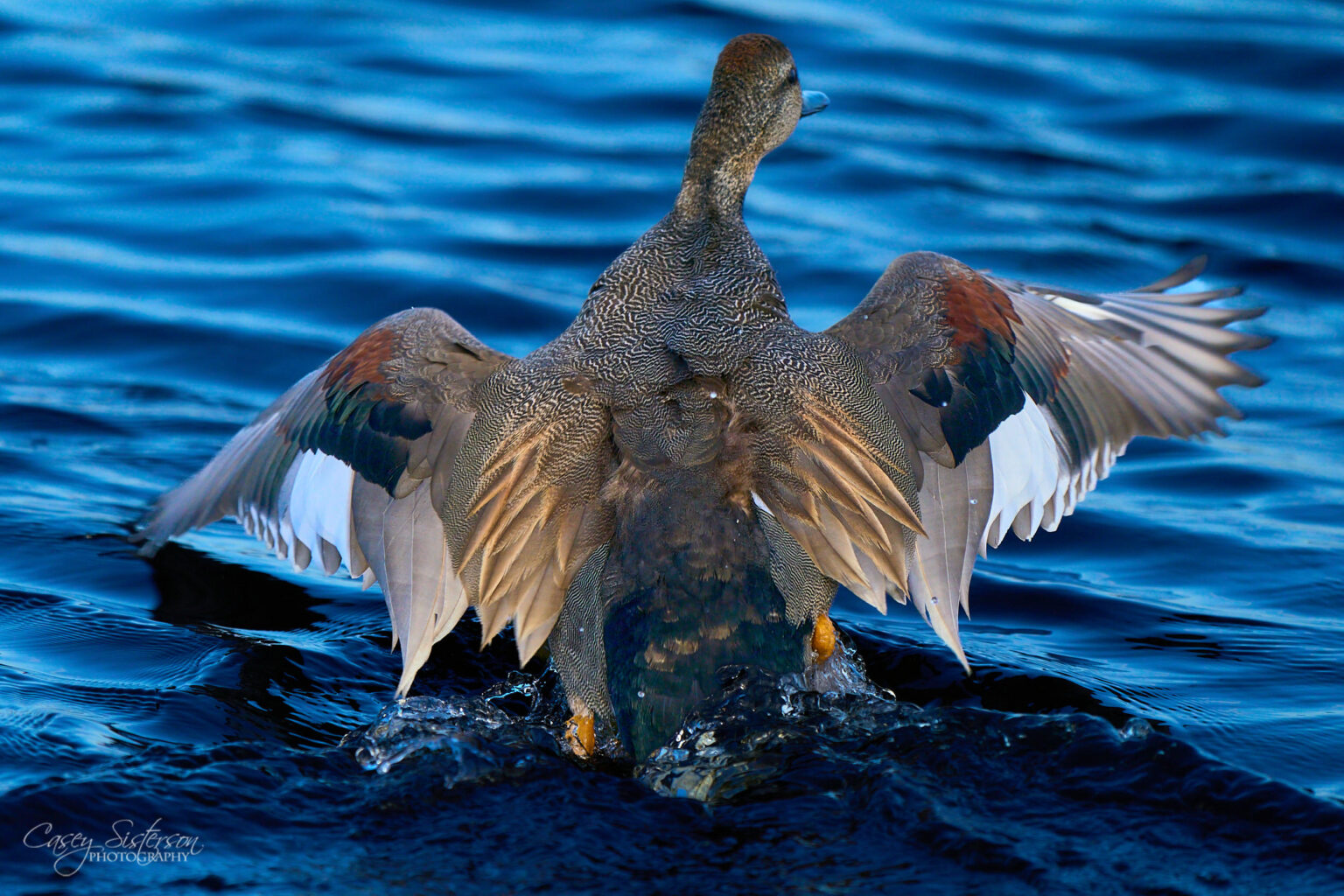 A gadwall flapping its wings on open water