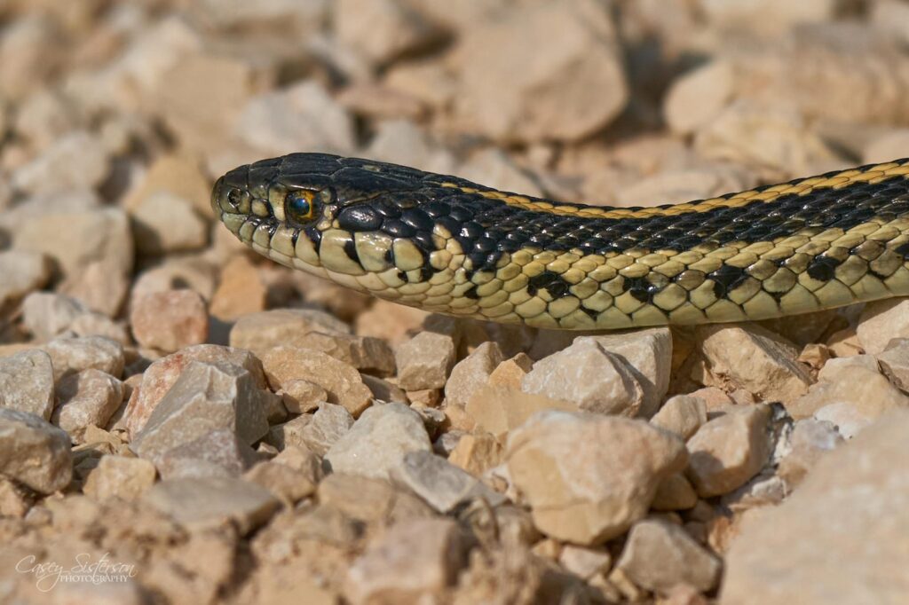 Garter snake