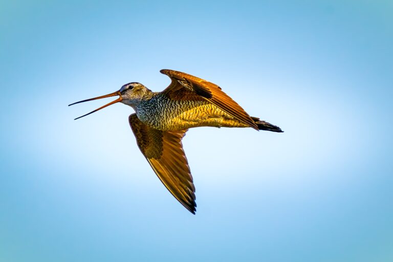 Marbled godwit in flight against a blue sky with its long bill open and wings raised