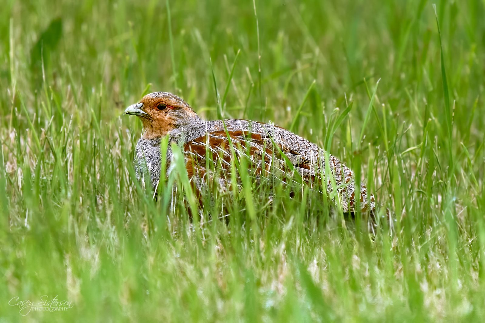 Gray partridge photographed in Manitoba