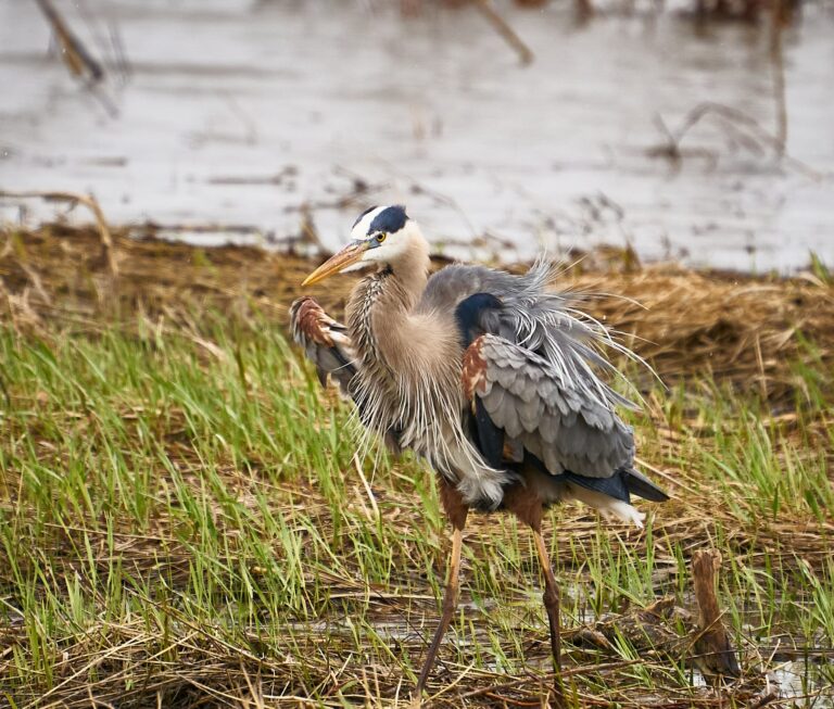 Great blue heron preening in a marsh with its plumes ruffled and one foot raised, Manitoba