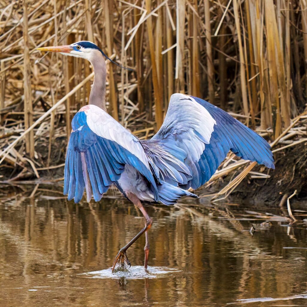 Great blue heron
