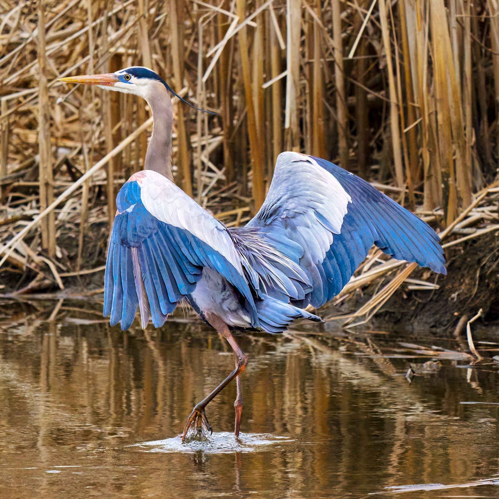 Great blue heron with wings spread, stepping through the reeds