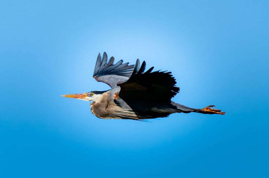 Great blue heron