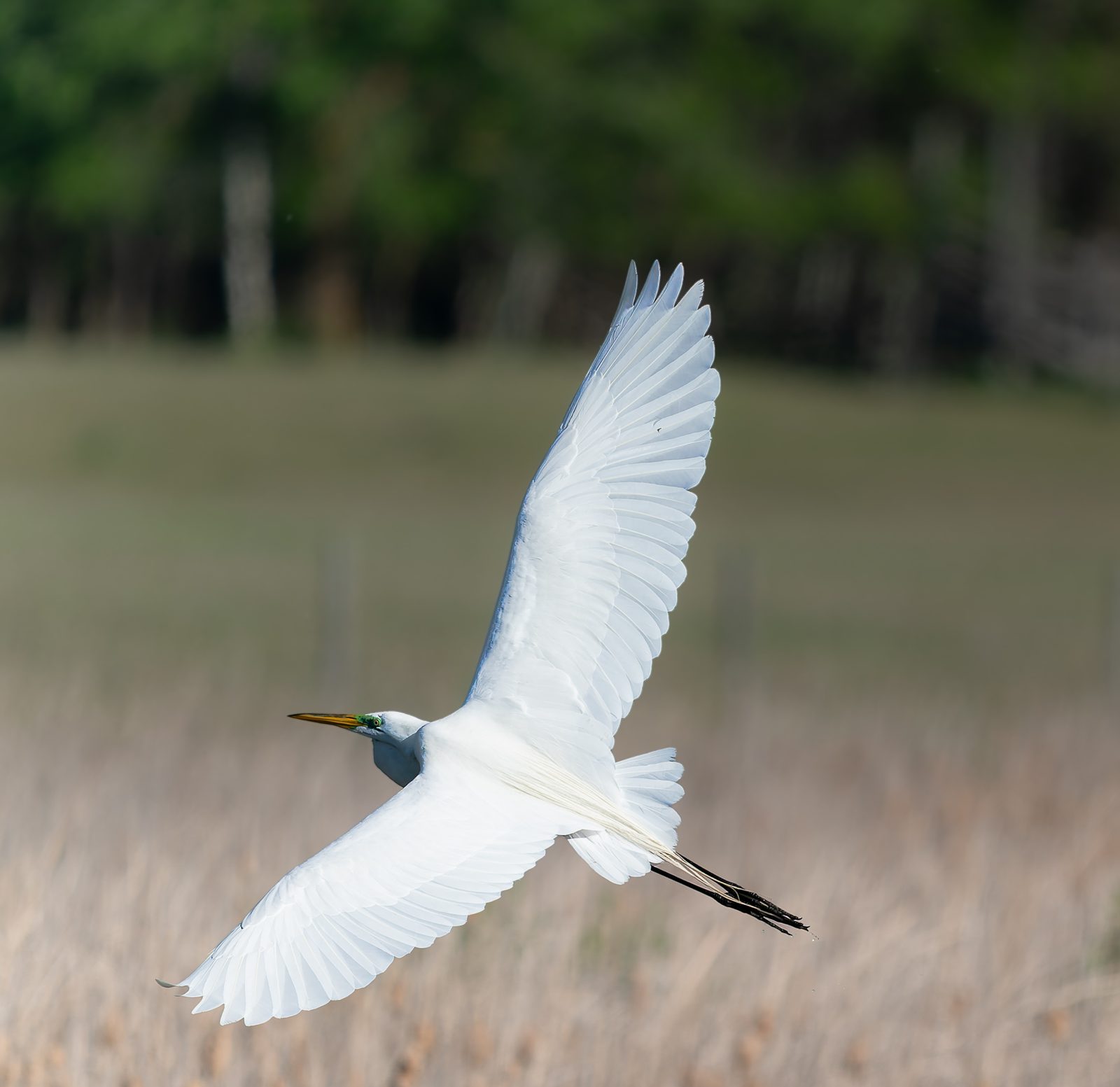 Great egret in flight over dry grass with wings raised high