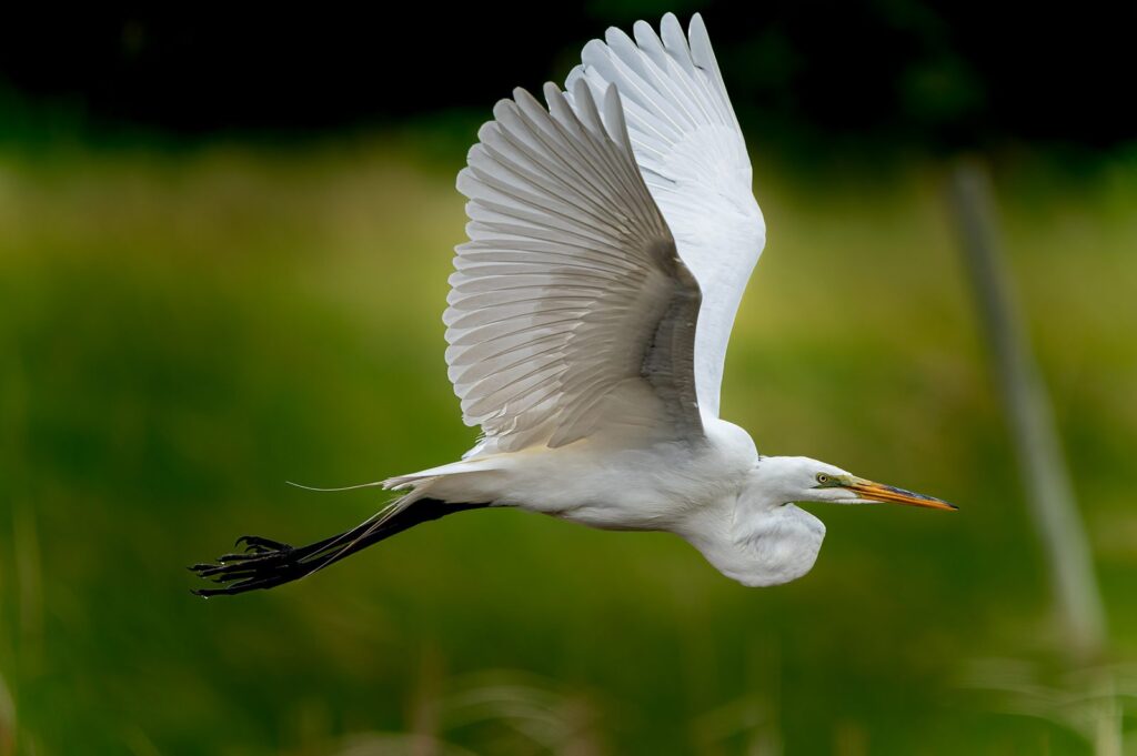 Great egret